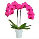 Premium Two Stem Orchid - Deluxe