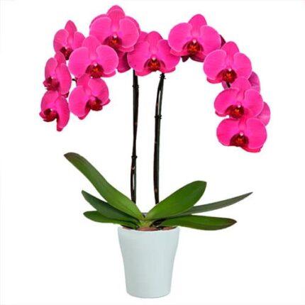 Premium Two Stem Orchid - Deluxe