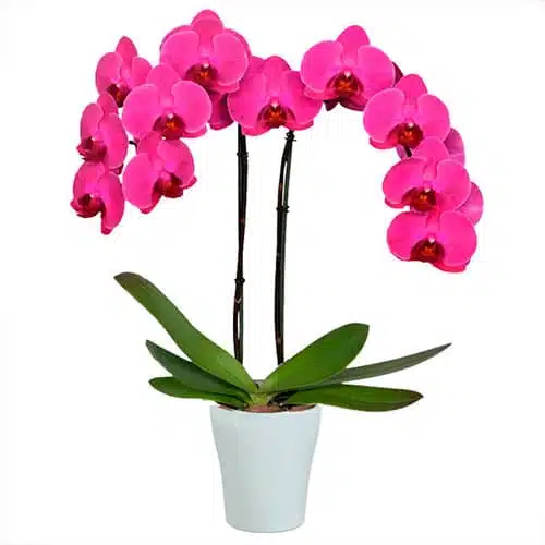 Premium Two Stem Orchid - Deluxe