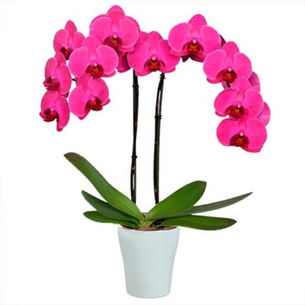 Orquídea Premium de Dos Tallos - Deluxe